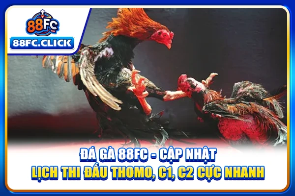 Đá Gà 88FC - Cập Nhật Lịch Thi Đấu Thomo, C1, C2 Cực Nhanh