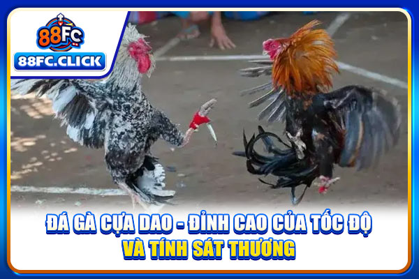 Đá Gà Cựa Dao - Đỉnh Cao Của Tốc Độ Và Tính Sát Thương
