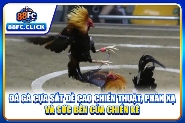 Đá gà cựa sắt đề cao chiến thuật, phản xạ và sức bền của chiến kê