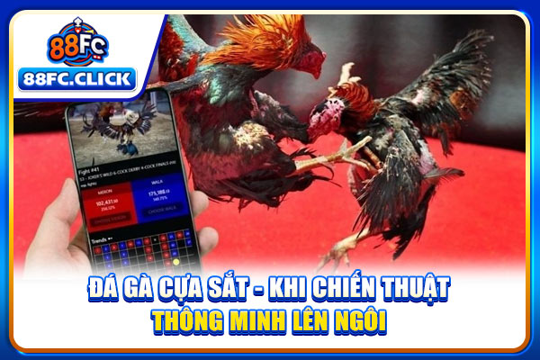 Đá Gà Cựa Sắt - Khi Chiến Thuật Thông Minh Lên Ngôi
