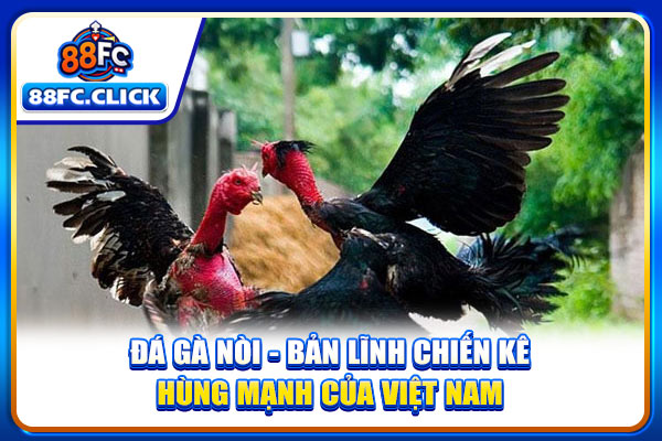 Đá Gà Nòi - Bản Lĩnh Chiến Kê Hùng Mạnh Của Việt Nam