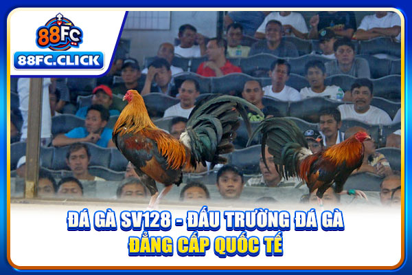 Đá Gà SV128 - Đấu Trường Đá Gà Đẳng Cấp Quốc Tế