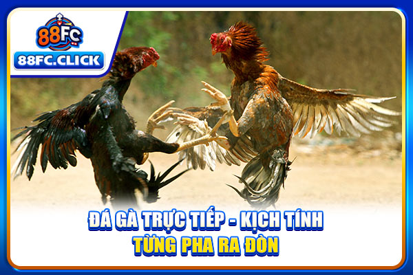 Đá Gà Trực Tiếp - Kịch Tính Từng Pha Ra Đòn Đỉnh Cao 2025