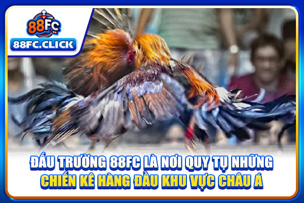 Đấu trường 88FC là nơi quy tụ những chiến kê hàng đầu khu vực châu Á