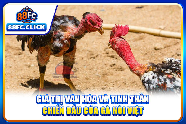 Giá trị văn hóa và tinh thần chiến đấu của gà nòi Việt