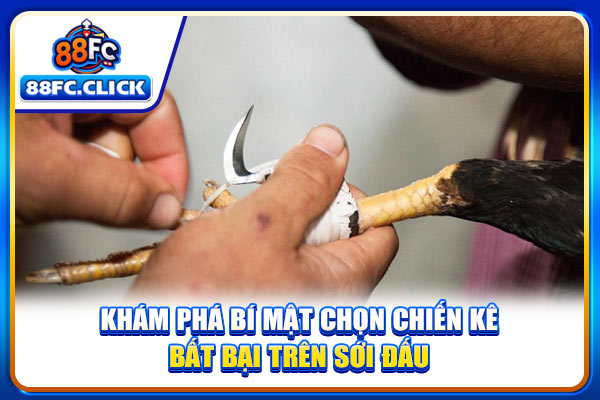 Khám phá bí mật chọn chiến kê bất bại trên sới đấu