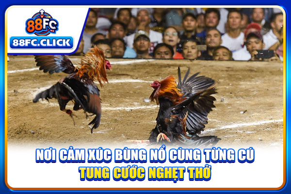Nơi cảm xúc bùng nổ cùng từng cú tung cước nghẹt thở