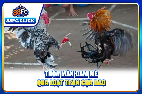 Thỏa mãn đam mê qua loạt trận cựa dao